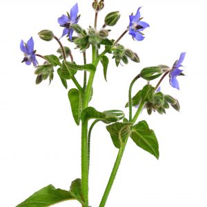 Borage oil, natural