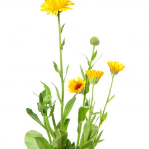 Calendula, eczema treatment