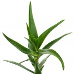 Natural skincare ingredient aloe vera