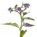 Natural skincare ingredient Comfrey plant extract