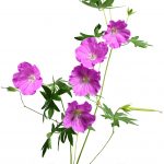 natural_skincare_ingredient_geranium-2