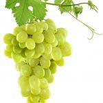 Natural skincare ingredient grapeseed oil