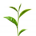 Natural skincare ingredient green tea extract