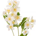 Natural skincare ingredient jasmine essential oil