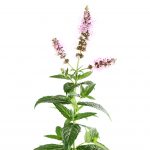 Natural skincare ingredient peppermint oil