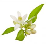 Natural skincare ingredient neroli oil