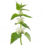 natural_skincare_ingredient_nettle_oil-1