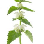 Natural skincare ingredient nettle plant extract
