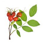 Natural skincare ingredient rosehip oil