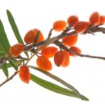 Natural skincare ingredient sea buckthorn oil