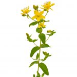 Natural skincare ingredient St. Johns Wort