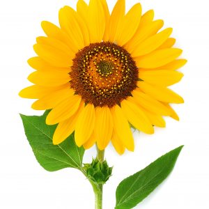 Natural skincare ingredient sunflower seed oil