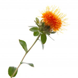 Safflower oil