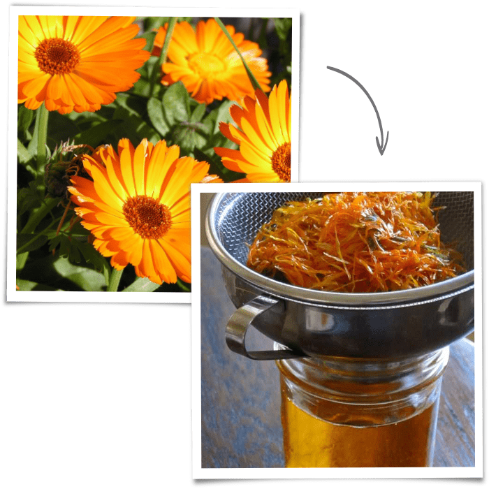 Calendula oil | Natural eczema treatment