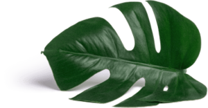 monstera-leaf.png